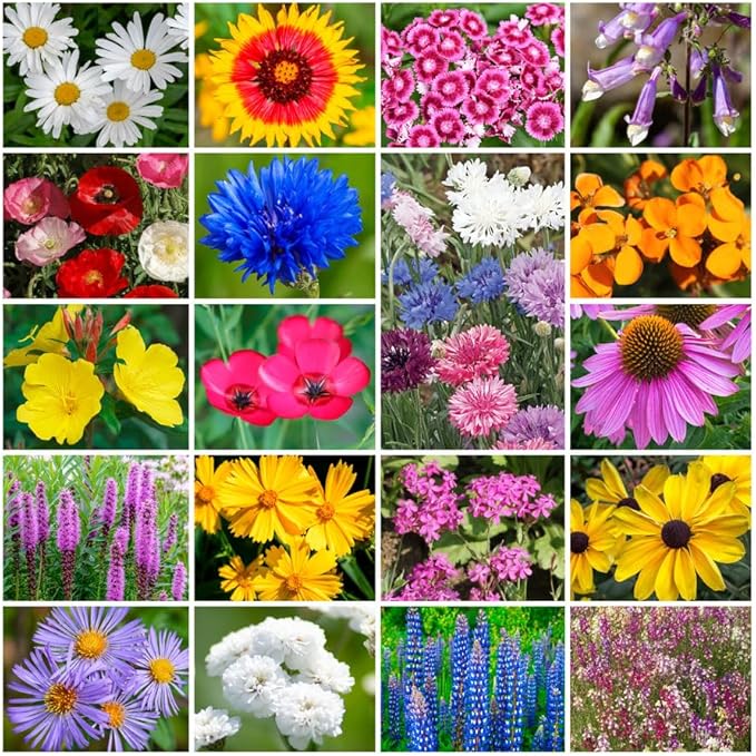Park Seed Grow Your Own Vibrant Annual and Perennial Wildflower Garden Seeds Mixture, Easy to Grow Varieties for Pollinators and Spring Gardens - Northeast Regional Mix, 10 lbs