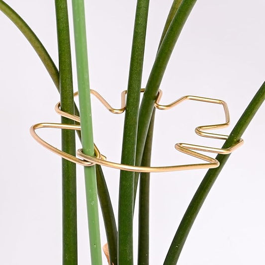 5.5 * 4.7IN Monstera Stem Support Stake with Clips - 5Pcs Durable Climbing Plant Support for Monstera, Fishbone Cactus, Easy Installation, for Plant Lovers