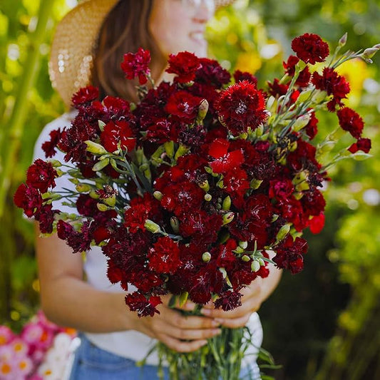 Eden Brothers Carnation Seeds - Grenadin King of Blacks