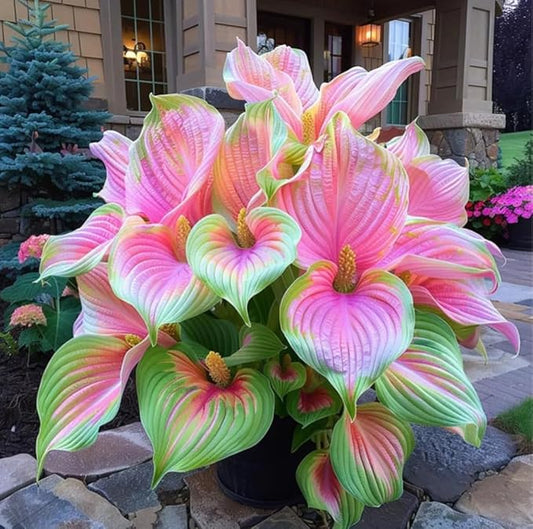 Pink Princess Caladium Bulbs for Planting - Beautiful Spotted Leafs Stand Out - Perennial Hosta, Elephant Ears, Fancy (6 Bulbs)