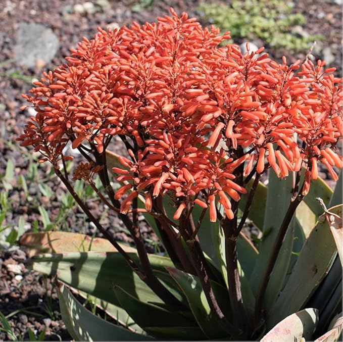 Coral Aloe Plants (Aloe striata) - Live Succulent with Striking Pink Edges and Smooth, Flat Leaves for Indoor/Outdoor Gardening (2 Coral Aloe sacs)