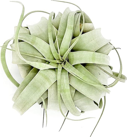 Air Plants - Tillandsia Xerographica, Large 5-7” - 1ct - Live Arrival Gauranteed - House Plants for Home Decor & Gift