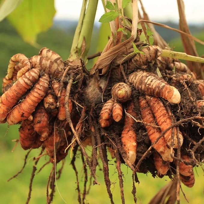 Live Red Turmeric Plants (Curcuma Longa) - Healthy Rhizome and Plant for Home Gardening & Medicinal Use (4 red Turmeric Cups)