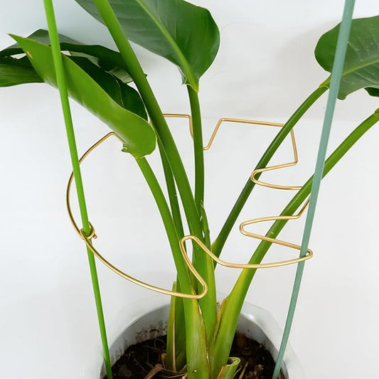5PCS 11 * 9.4 Inch Monstera Plant Support Stem - Premium Adjustable Leaf Holder & Fishbone Cactus Stake, Durable Gardening Tool for Climbing Plants, Easy Installation & Enhanced Stability
