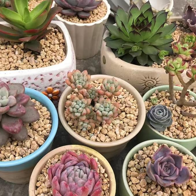 Succulent and Cactus Maifanitum Stones Garden Accessorie Rocks Pumice for Indoor Plants, Bonsai, Fairy Gardening, Vases Fillers, Terrarium, 10lb