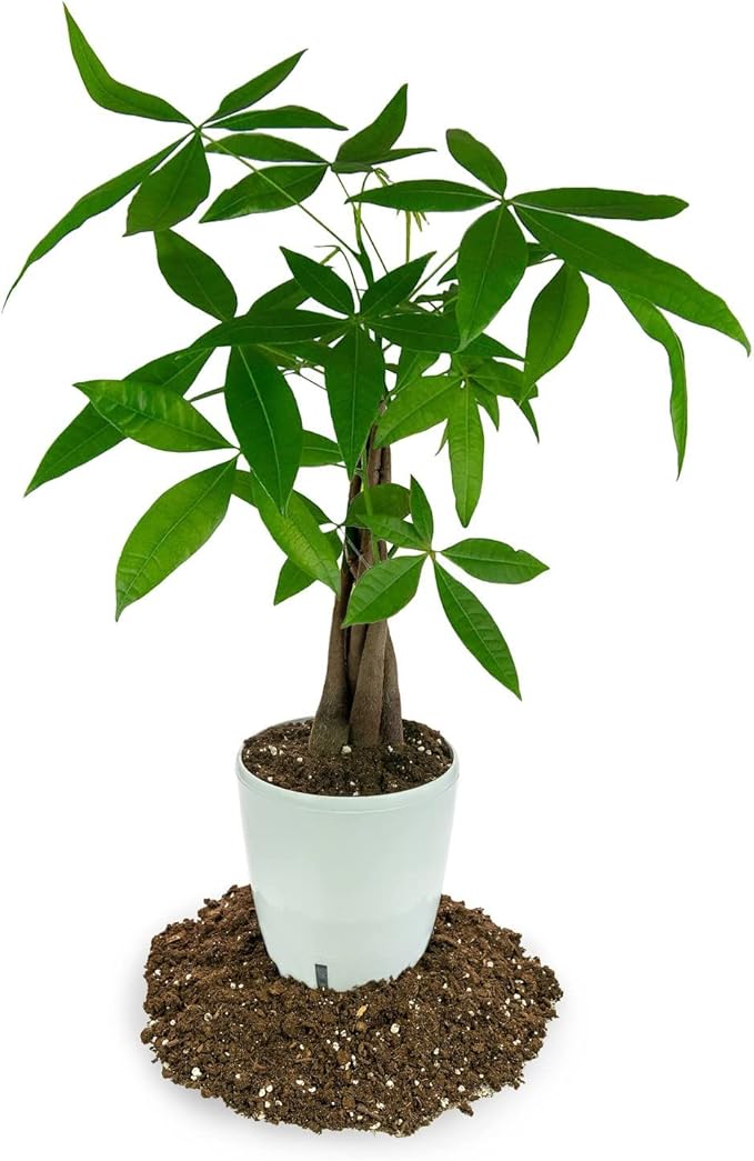 Money Tree Potting Soil Mix for Planting or Repotting Guiana Chestnut, Soil Blended to Properly Grow Money Tree Plants (4 Quart Bag)