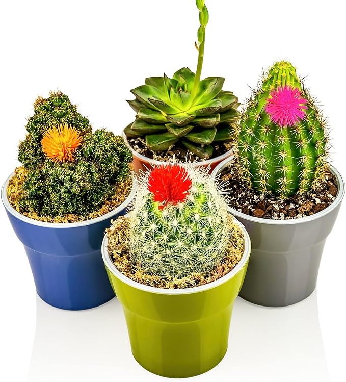 Premium Organic Potting Soil, Succulent & Cactus Soil Mix, Fast Draining Pre-Mixed Blend - Horticultural Perlite (25%) + Peat Moss (75%) - Made in USA - 1 Quart