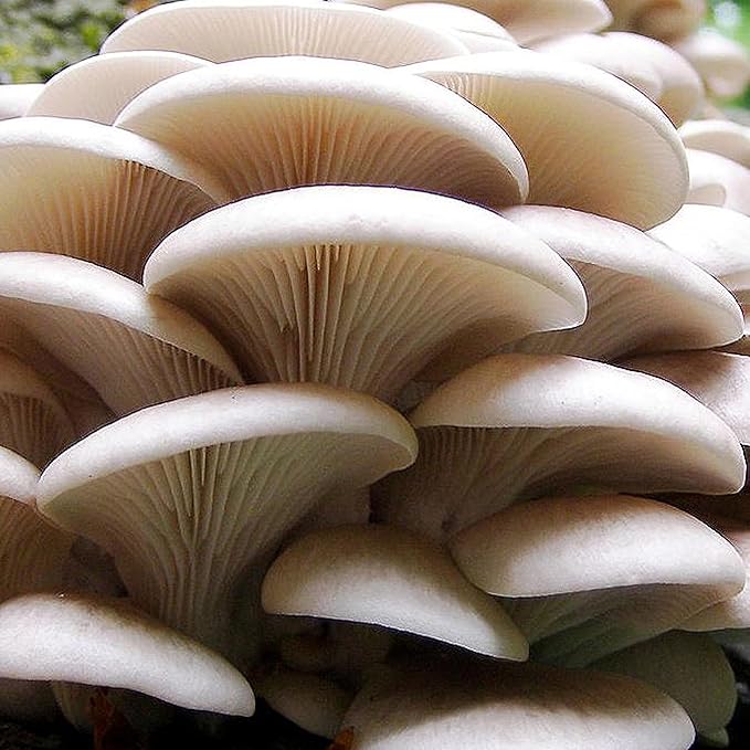 5 Pack Oyster Mushroom Liquid Cultures Starter Pack - Black Oyster, Blue Oyster, King Blue Oyster, Pearl Oyster, & Pink Oyster