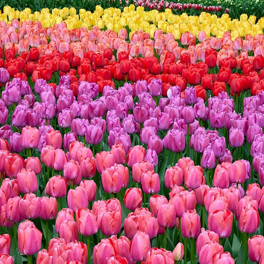 Garden State Bulb Darwin Hybrid Festival Mix Tulip Flower Bulbs, 12/+ cm, Fall Planting (Bag of 250)