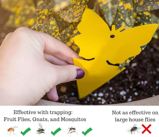 Trappify Sticky Gnat Traps for House Indoor - Yellow Fruit Fly Traps for Indoors|Outdoor Plants | Insect Catcher for White Flies, Mosquitos, Fungus Gnats | Disposable Glue Fly Trap Indoor (25 Pack)
