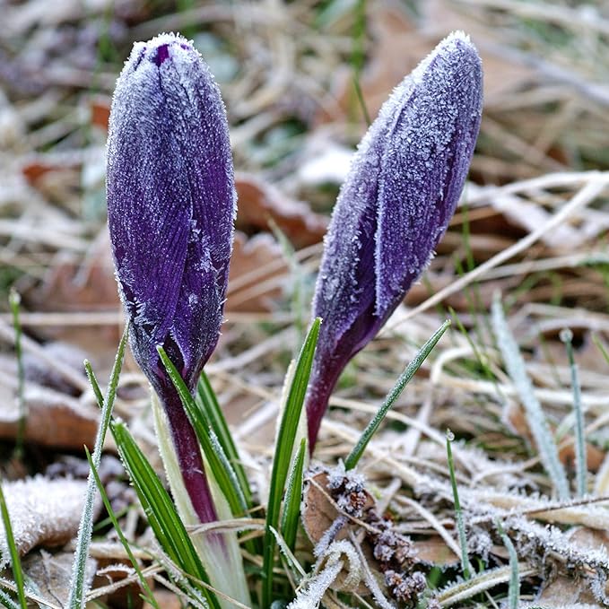 Easy to Grow Crocus Flower Record 20 Plant Bulbs - Violet Purple Flowers in Early Spring, Full Sun Outdoor Zones 3-8