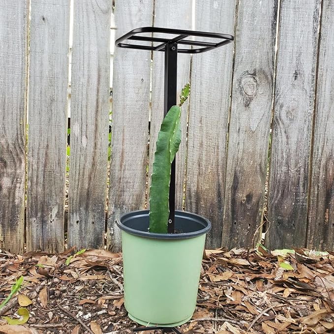 Dragon Fruit Trellis for Climbing Plants 50 * 12inches – Durable Metal Vertical Support Frame for Outdoor Gardens, Easy to Assemble, Stylish Design – Ideal Gift for Plant Enthusiasts