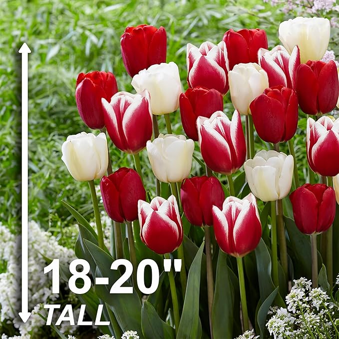 Garden State Bulb Triumph Candy Cane Mix Tulip Flower Bulbs, 12/+ cm, Fall Planting (Bag of 25)