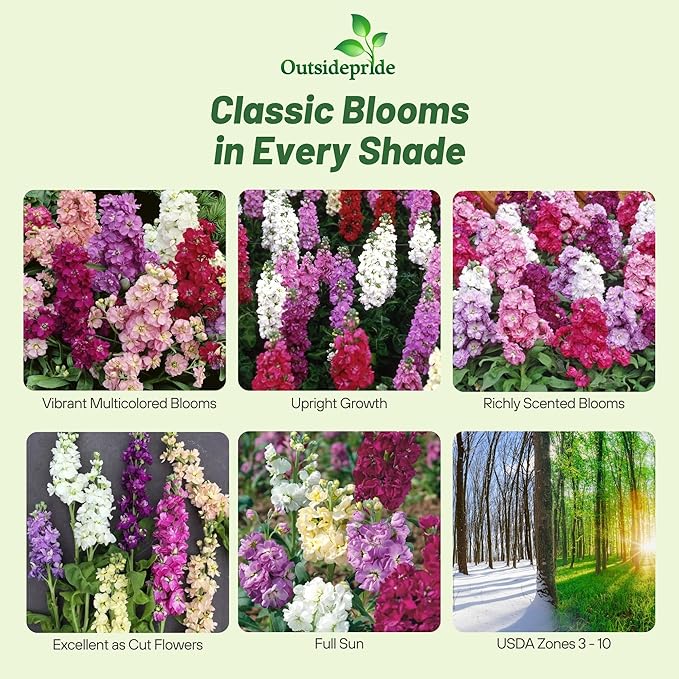 Outsidepride Ten Week Mix Mattiola Stock Seeds - 1000 Pcs Annual Flower Seeds for Planting with Fragrant Blooms That Attract Pollinators, Compact Growth, for Cut Flower Arrangements & Containers