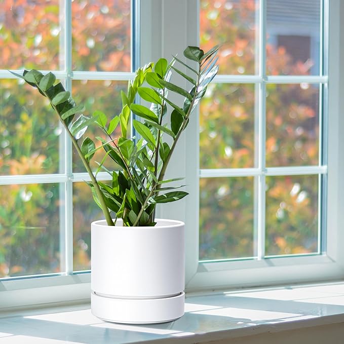 Phoenix Vine 6 Inch Planter Pot with Drainage Hole & Saucer, Deep Water Catch Tray, Straight Cylindrical Round Pot for Plants, Matte White, Pack of 1, 23-B-S-1