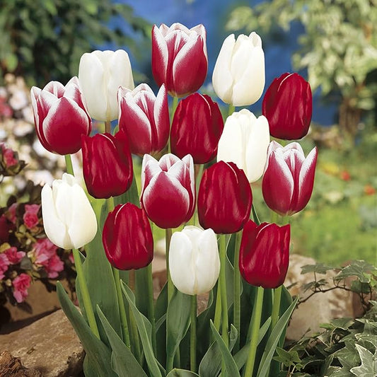 Garden State Bulb Triumph Candy Cane Mix Tulip Flower Bulbs, 12/+ cm, Fall Planting (Bag of 25)