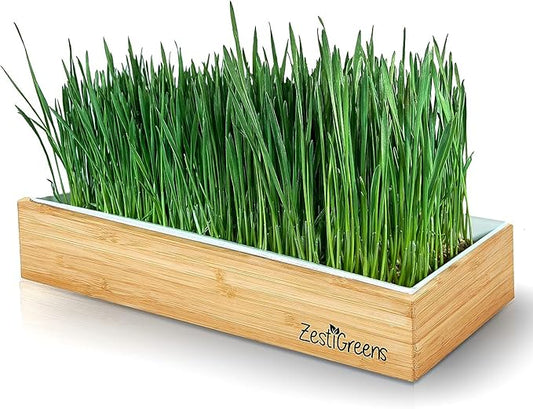 Organic Wheatgrass Growing Kit, Self Watering, with Soilless Grow Mats. The Easy Way to Grow & Juice Healthy Wheat Grass & Make Cat Grass. Bamboo Surround & Black Out Lid. (Organic Wheatgrass Kit)