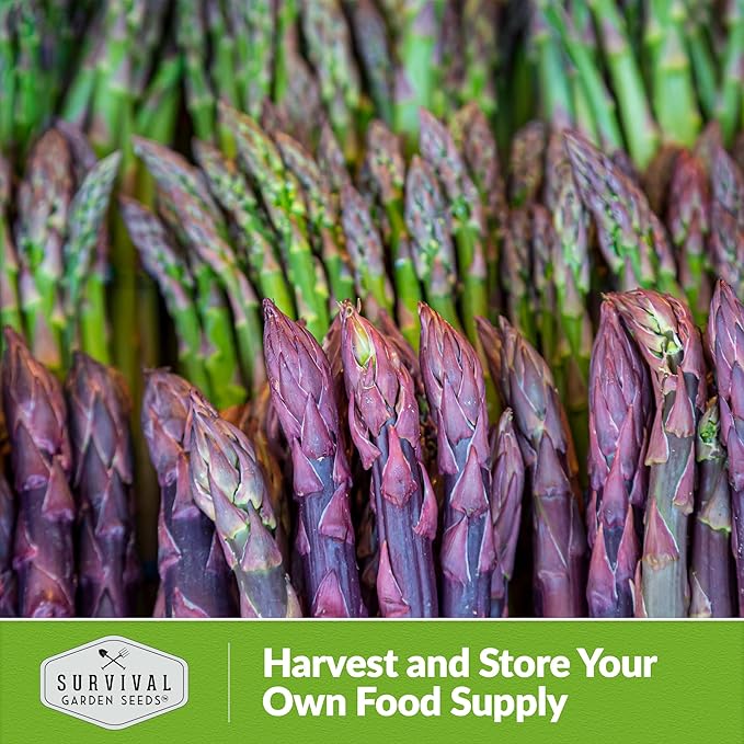1 Pack Argenteuil Purple Asparagus Seeds for Planting with Instructions to Grow Gourmet French Asparagus in Your Home Vegetable Garden - Non-GMO Heirloom - Survival Garden Seeds
