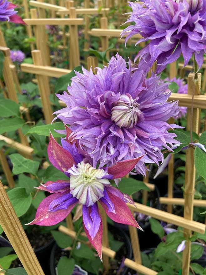 Perennial Farm Clematis x Viticella Diamantina Hybrid– Live Regal® Series Clematis in 4 Quart Container, Large Double Purple Blooms, Long Blooming, Compact Climber, Ideal for Trellises & Containers