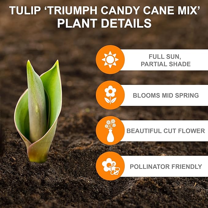 Garden State Bulb Triumph Candy Cane Mix Tulip Flower Bulbs, 12/+ cm, Fall Planting (Bag of 25)