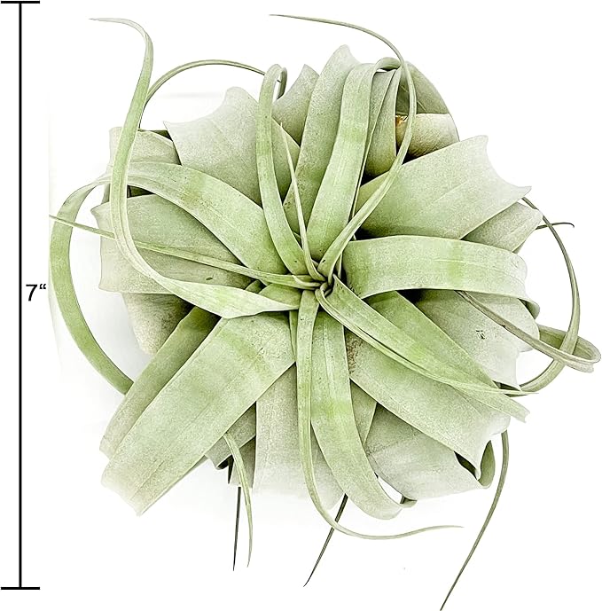 Live Air Plant - Tillandsia Xerographica, Jumbo 6-9” - 2 ct - Ideal for Gifts & Presents, Live Indoor Plants & Live House-Plants – Live Plants for Home décor