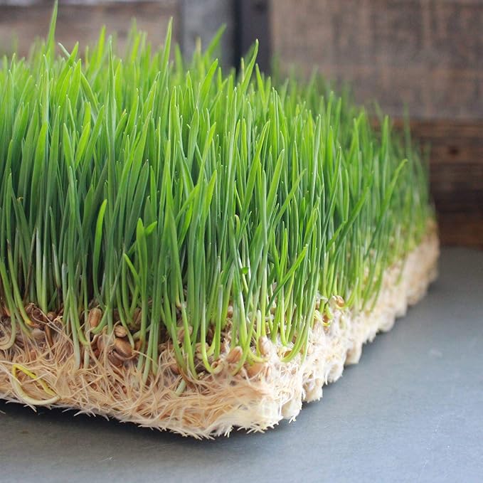 Handy Pantry Pro Micro Jute Microgreens Grow Mat Roll - 10 Inches Wide by 100 Feet Long - 1 Roll - Professional Hydroponic Growing Pad for Trays or Gutter - Micro Greens & Wheatgrass