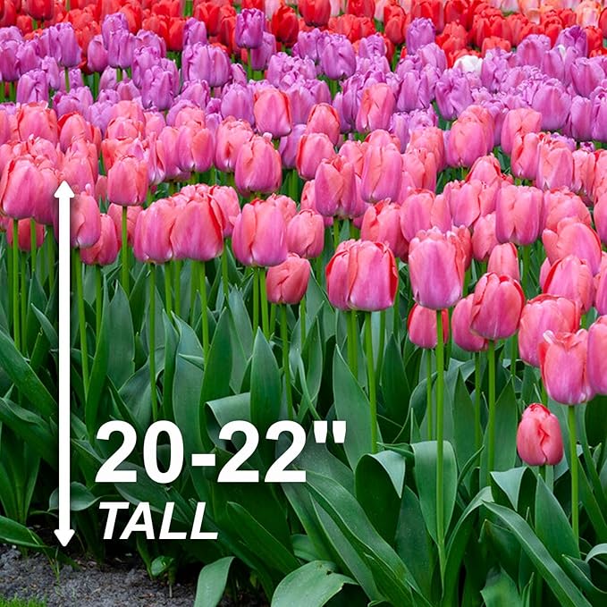 Garden State Bulb Darwin Hybrid Festival Mix Tulip Flower Bulbs, 12/+ cm, Fall Planting (Bag of 250)