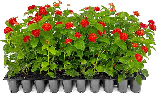 Lantana Dallas Red | 40 Live Plants | Lantana Camara | Flowering Perennial | Garden Colorful Bloom | Hardy Outdoor Decor | Vibrant Red Flowers