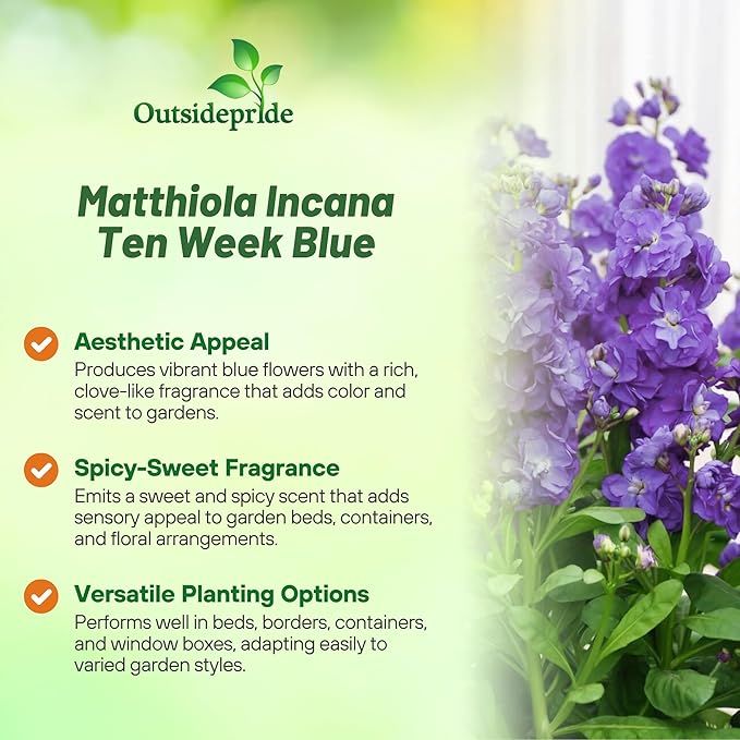 Outsidepride Ten Week Blue Mattiola Stock Seeds - 1000 Pcs Annual Flower Seeds for Planting with Fragrant Blooms That Attract Pollinators, Compact Growth, for Cut Flower Arrangements & Containers