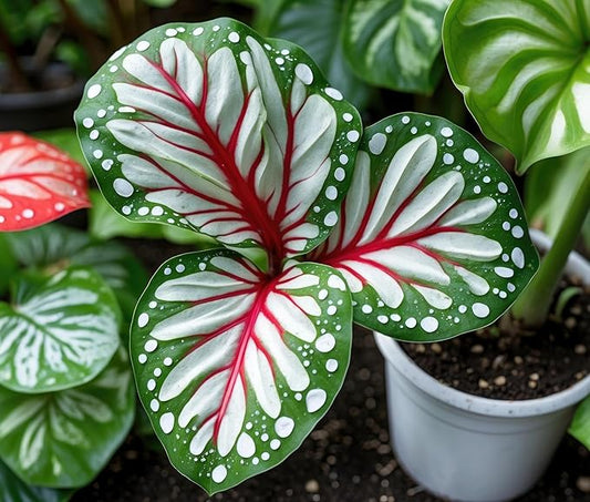 John Curran Caladium Bulbs for Planting - Perennial Hosta, Elephant Ears, Fancy (10 Bulbs)