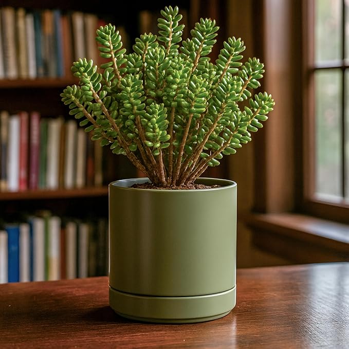 D'vine Dev 6.5 Inch Ceramic Planter Pot with Drainage Hole and Saucer, Indoor Cylinder Round Planter Pot, Olive, 94-O-C-J