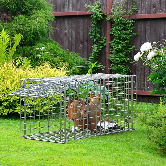 2 Pack Humane Rat Trap, Foldable Single Door Metal Mouse Cage for Small Squirrel Raccoon Feral and Other Small Live Animals, Easy to Catch and Release, Work for Indoor Outdoor