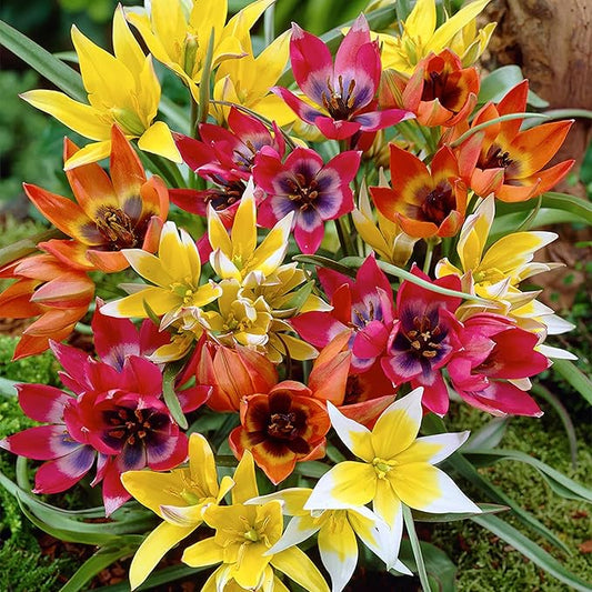Mixed Ground Cover Tulip Bulbs (15-Pack) Low-Growing Tulips Bulbs for Fall Planting – Colorful Tulips for Borders, Beds & Walkways