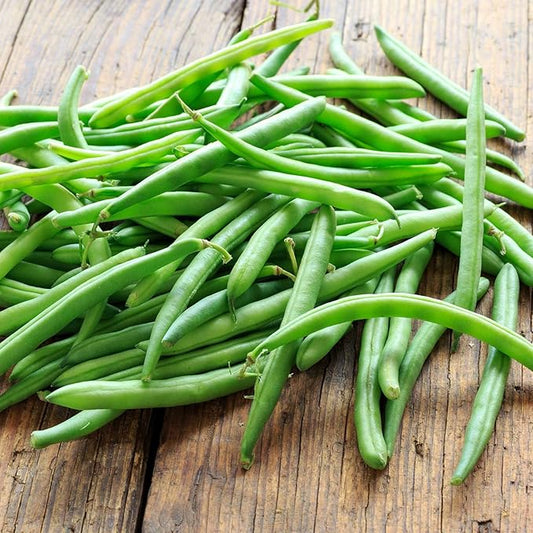 Organic Bush Blue Lake 274 Bean - 5 LB Bulk ~6,000 Seeds - Organic, Non-GMO, Open Pollinated, Heirloom, Vegetable Gardening Seeds