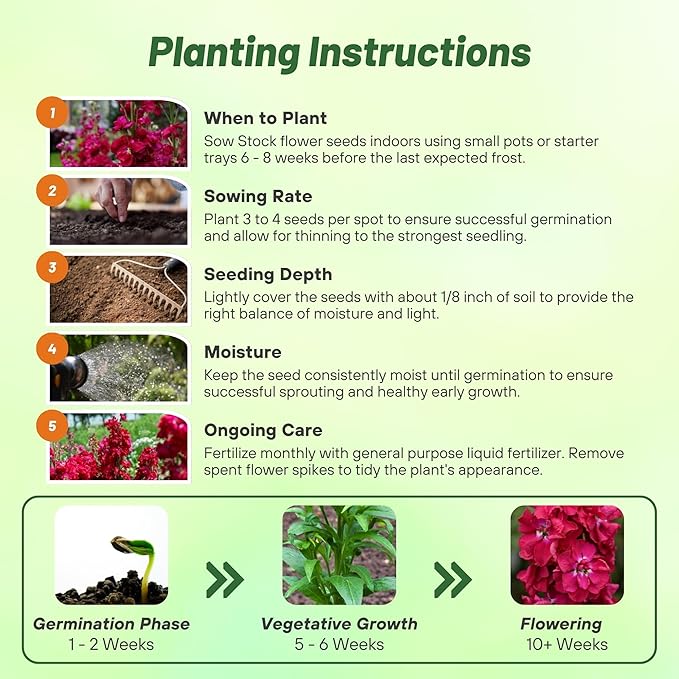 Outsidepride Ten Week Crimson Mattiola Stock Seeds - 2000 Pcs Annual Flower Seeds for Planting with Fragrant Blooms That Attract Pollinators, Compact Growth, for Cut Flower Arrangements & Containers