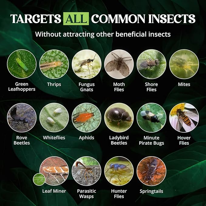 Catchmaster GRO Yellow Large Double Sided Sticky Traps 50PK, Adhesive Bug & Fruit Fly Trap, Pest Control for Home, Farm, Garden, Hydroponics & Greenhouse, Protect Live Plants Indoor & Outdoor