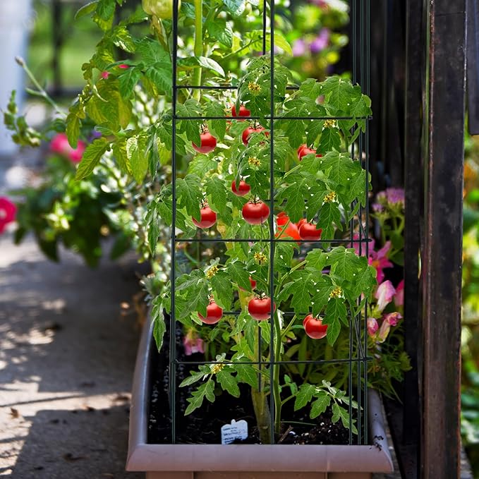 S AFSTAR 8 Pack Folding Tomato Cages, 39 Inches Tall Square Plant Support Cage for Garden Climbing Plants Flowers Fruits, Heavy Duty Tomato Vegetable Trellis