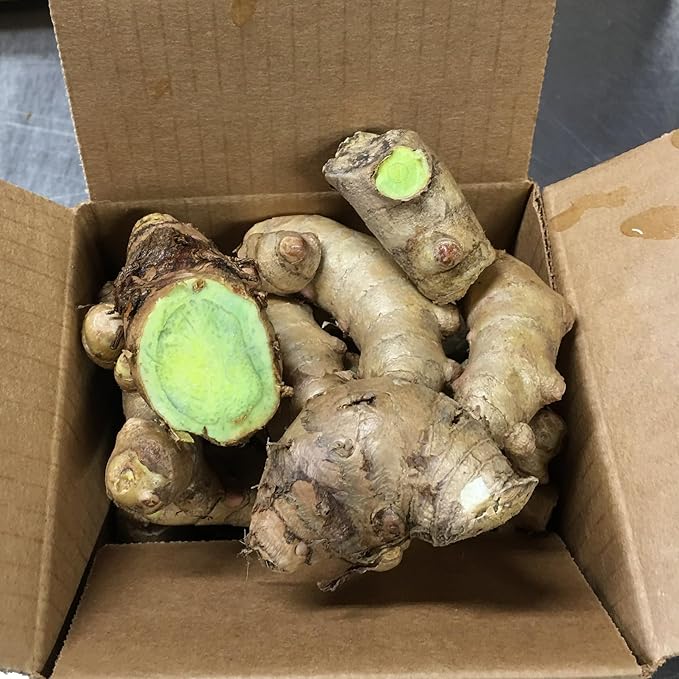 Green Turmeric Live Plant - (Curcuma aeruginosa) - Rare Medicinal Herb, Vibrant Pink Flowers, Ideal for Tropical Gardens (4 Green Turmeric Cups)