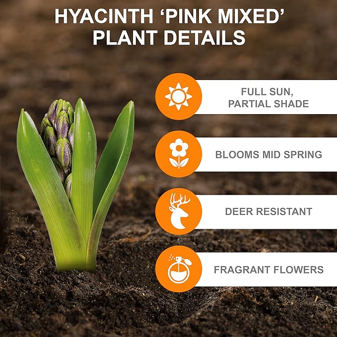 Garden State Bulb Pink Mix Hyacinth Flower Bulbs, 14/15cm, Fragrant, Fall Planting (Bag of 50)