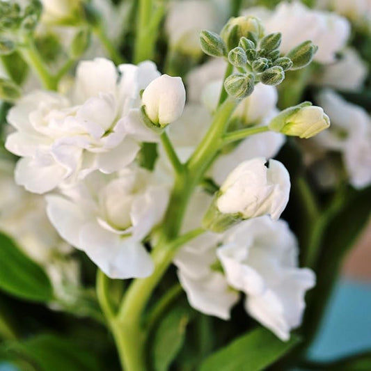 Outsidepride Ten Week White Mattiola Stock Seeds - 1000 Pcs Annual Flower Seeds for Planting with Fragrant Blooms That Attract Pollinators, Compact Growth, for Cut Flower Arrangements & Containers