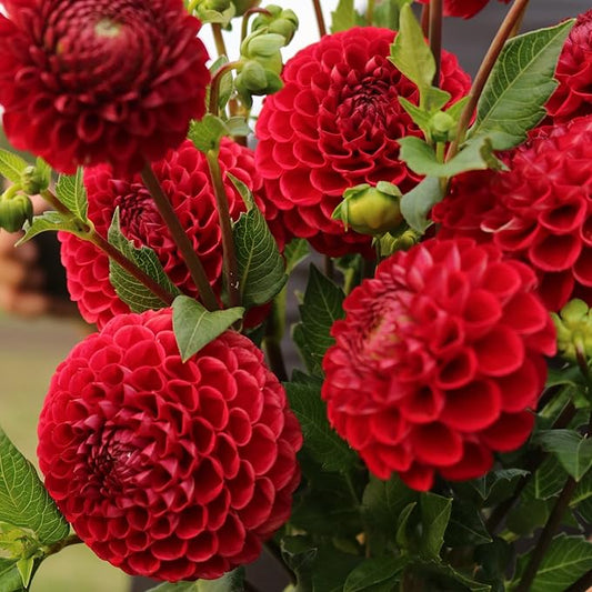 Cornel Dahlia Bulbs - Perennial Decorative Ball Dahlia - Large Blooms, Beautiful and Versatile Dahlia Flower Bulbs for Planting - Stunning Garden Display (1 Pack)