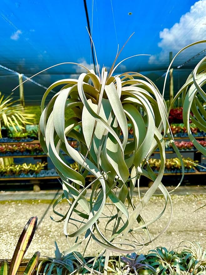 Air Plants - Tillandsia Xerographica, Large 5-7” - 2ct - Live Arrival Gauranteed - House Plants for Home Decor & Gift