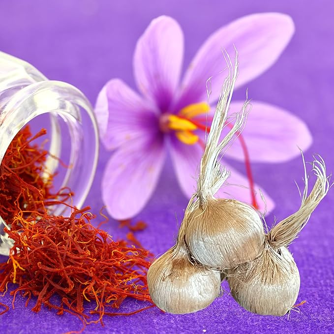 Saffron Crocus Flower Bulbs - Huge Bulbs, 9/10cm Each! Grow The World's Most Expensive Spice - Saffron Bulbs - Crocus Sativus (20)