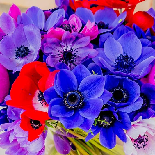 Easy to Grow Anemone 'Monarch de Caen Mix' Plant Bulbs (60 Pack) - Mix Colorful Flowers in Spring Gardens