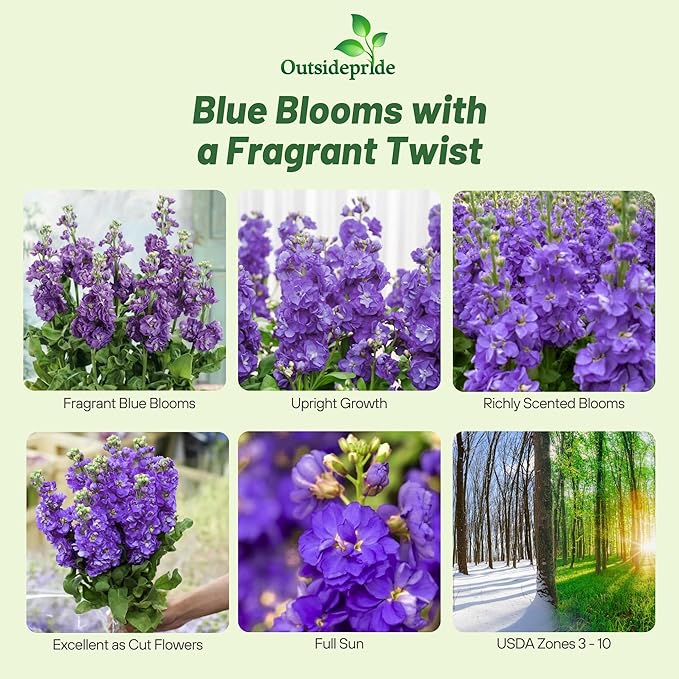 Outsidepride Ten Week Blue Mattiola Stock Seeds - 1000 Pcs Annual Flower Seeds for Planting with Fragrant Blooms That Attract Pollinators, Compact Growth, for Cut Flower Arrangements & Containers