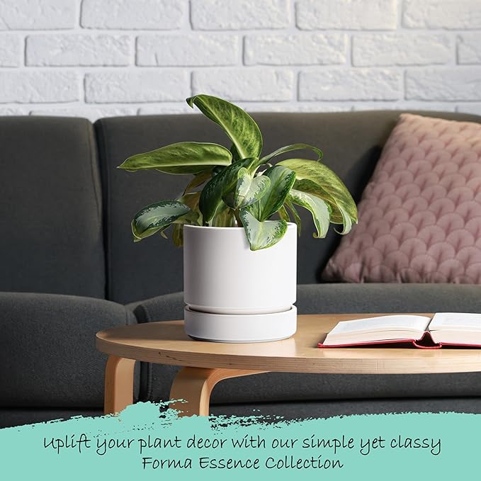 Phoenix Vine 6 Inch Planter Pot with Drainage Hole & Saucer, Deep Water Catch Tray, Straight Cylindrical Round Pot for Plants, Matte White, Pack of 1, 23-B-S-1