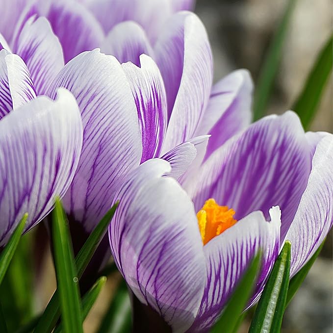 Saffron Crocus Flower Bulbs - Huge Bulbs, 9/10cm Each! Grow The World's Most Expensive Spice - Saffron Bulbs - Crocus Sativus (20)