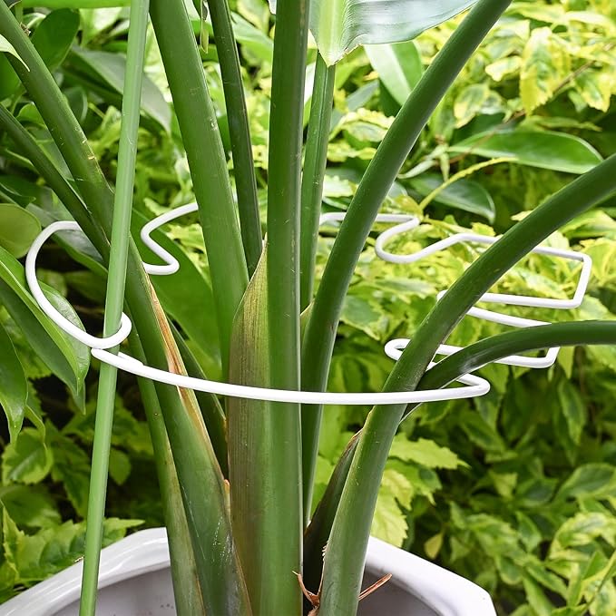 5PCS Monstera Plant Stem Support White - 11x9.4 inches, Durable Adjustable Leaf Supports for Indoor Plants, Fishbone Cactus Stake Holder for Garden Stability
