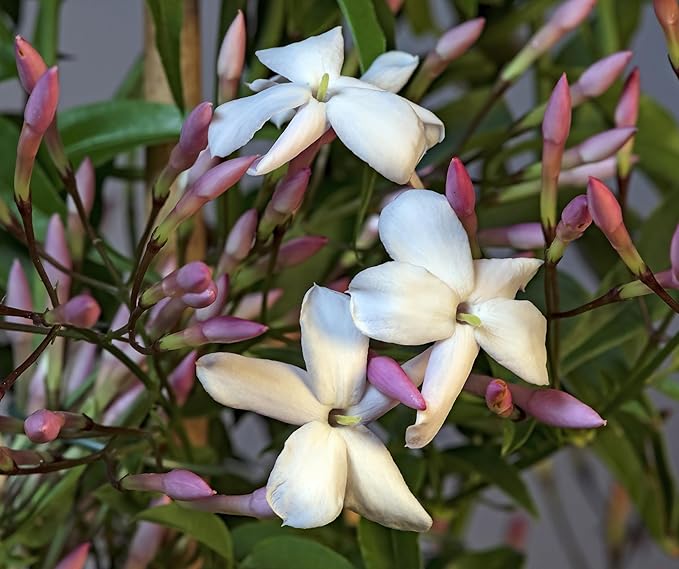 Pink Jasmine Vine - Jasminum Polyanthum - Fragrant & Blooming, Perfect for Indoor/Outdoor Decor (4 Pink jas sacs)