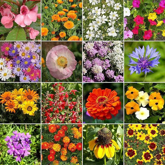 Ferry-Morse Hot, Dry Annual Mix Bulk Wildflower Seeds, 1lb